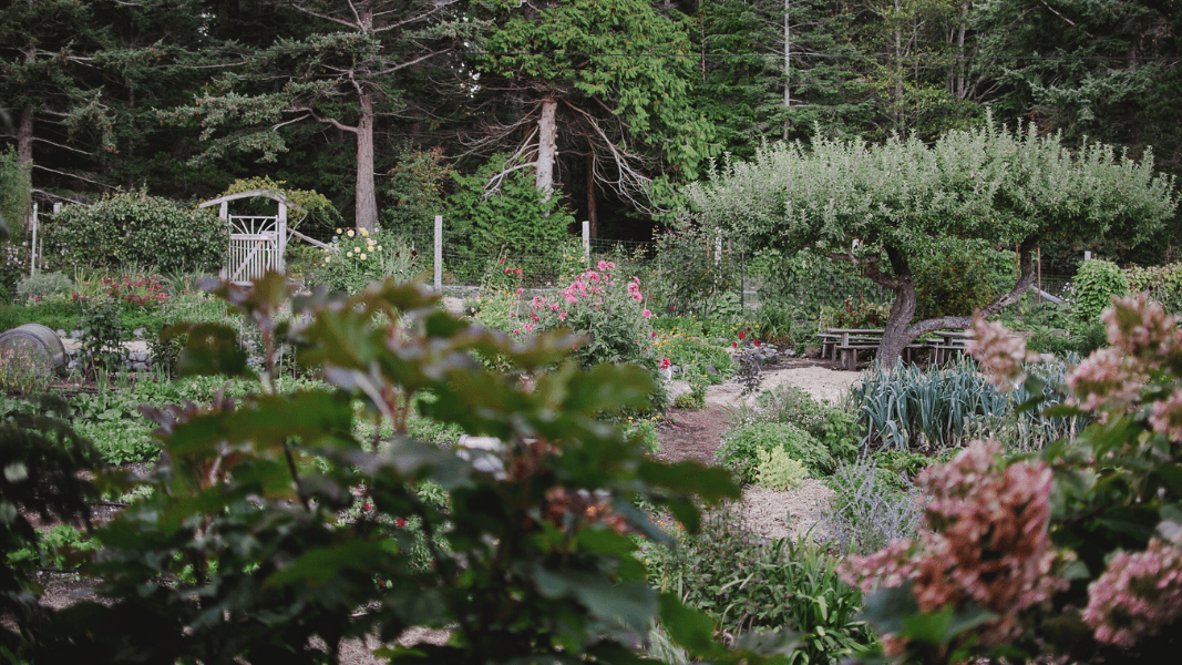 Hollyhock garden